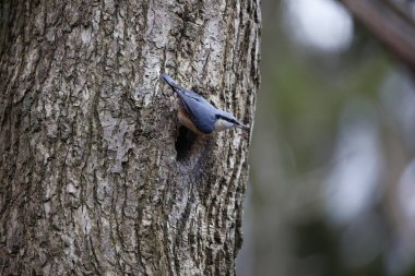 Nutahtch üreme mevsiminin başında yuvayı hazırlıyor.