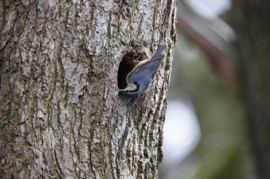 Nutahtch üreme mevsiminin başında yuvayı hazırlıyor.