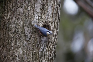 Nutahtch üreme mevsiminin başında yuvayı hazırlıyor.