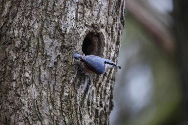 Nutahtch üreme mevsiminin başında yuvayı hazırlıyor.