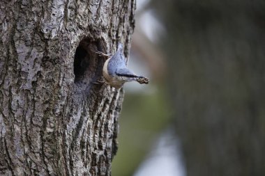 Nutahtch üreme mevsiminin başında yuvayı hazırlıyor.