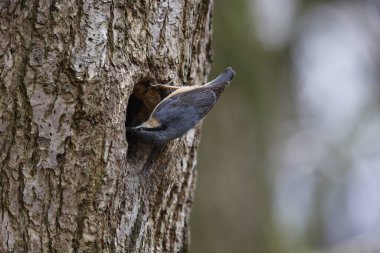 Nutahtch üreme mevsiminin başında yuvayı hazırlıyor.