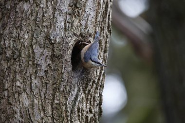 Nutahtch üreme mevsiminin başında yuvayı hazırlıyor.