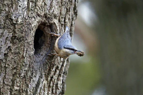 Nutahtch üreme mevsiminin başında yuvayı hazırlıyor.