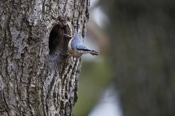 Nutahtch üreme mevsiminin başında yuvayı hazırlıyor.