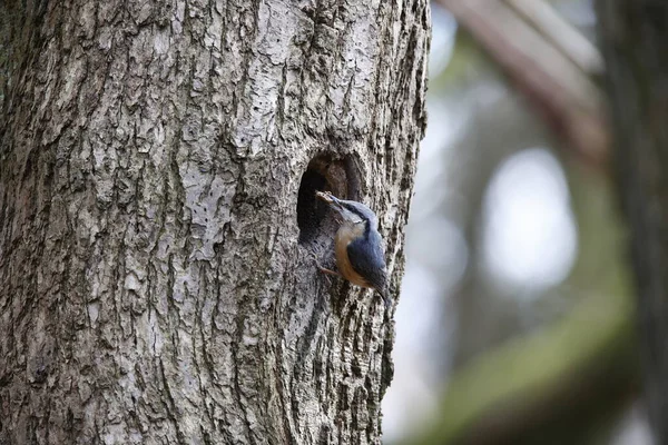Nutahtch üreme mevsiminin başında yuvayı hazırlıyor.
