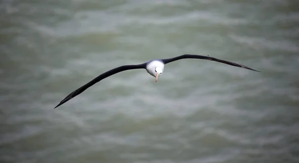 Albatros Cejas Negras Deslizándose Largo Costa —  Fotos de Stock