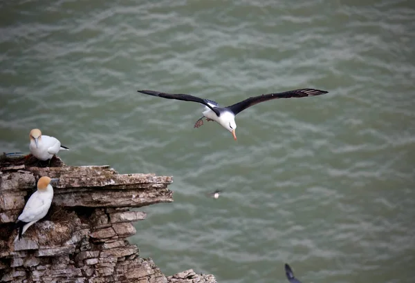 Black Browed Albatross Gliding Coastline — Stock Photo, Image