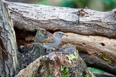 Dunnock bahçeye tünedi.