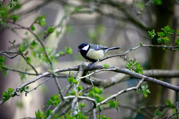 Tolles Sammeln Von Nüssen Einer Futterstelle Wald — Stockfoto