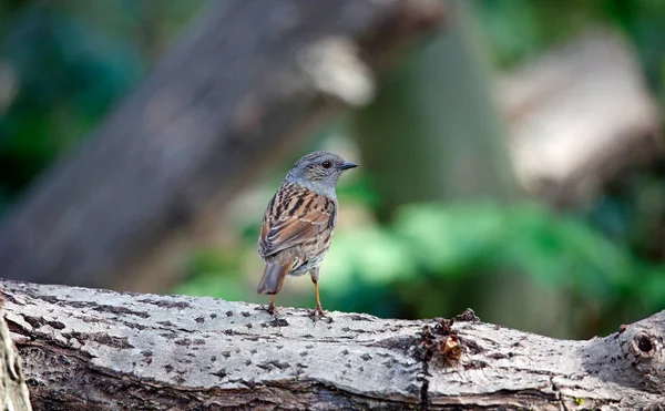 Dunnock bahçeye tünedi.