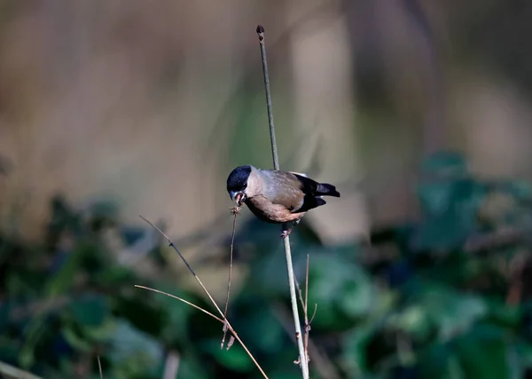 Bullfinch Macho Comendo Cabeças Semente Secas — Fotografia de Stock