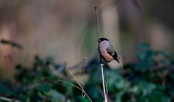 Male Bullfinch Eating Dried Seed Heads — 스톡 사진