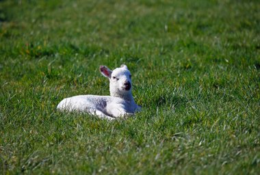 Çayır çimenliğinde yeni doğmuş kuzu