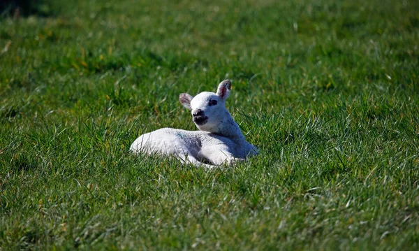 Newborn Lamb Grassy Meadow — 스톡 사진