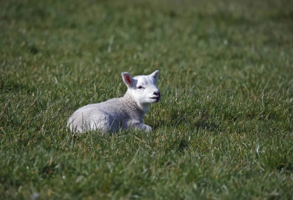 Newborn Lamb Grassy Meadow — 스톡 사진