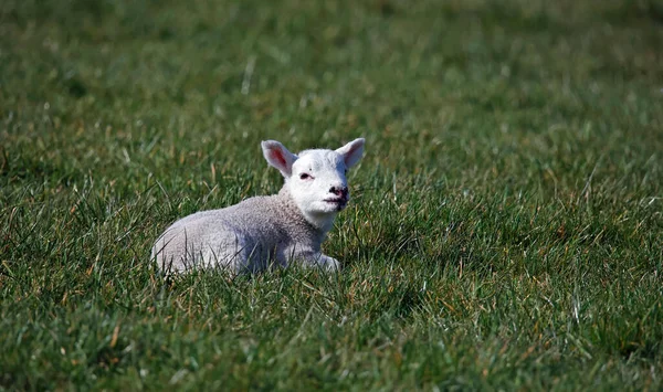 Çayır çimenliğinde yeni doğmuş kuzu