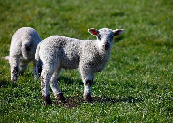 Newborn Lamb Grassy Meadow — 스톡 사진