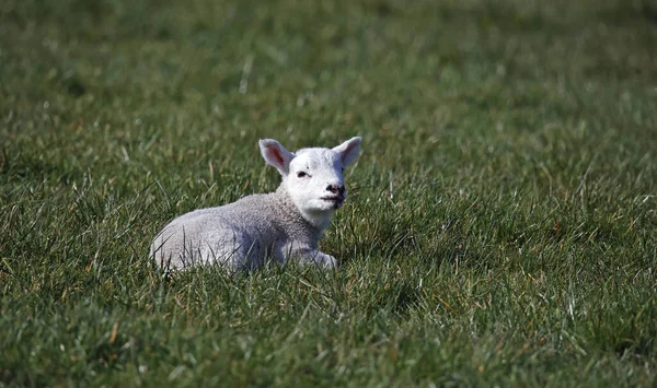Newborn Lamb Grassy Meadow Immagini Stock Royalty Free