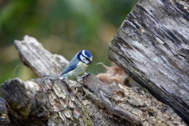 Blue tit collecting fur to line its nest