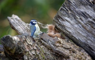 Blue tit collecting fur to line its nest
