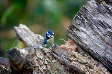 Blue tit collecting fur to line its nest