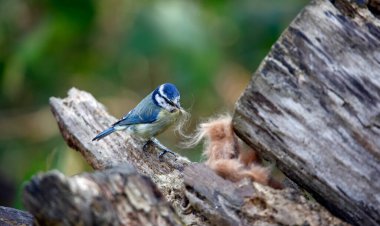 Blue tit collecting fur to line its nest