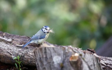Blue tit collecting fur to line its nest