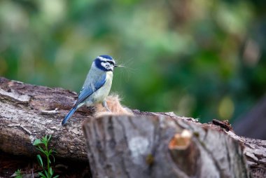 Blue tit collecting fur to line its nest