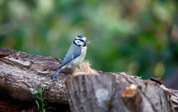 Blue tit collecting fur to line its nest