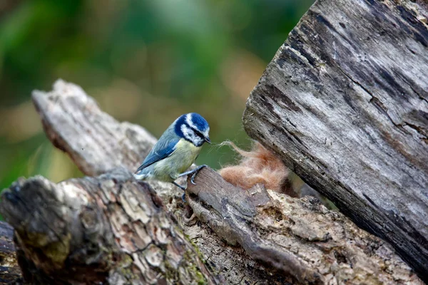Blue tit collecting fur to line its nest