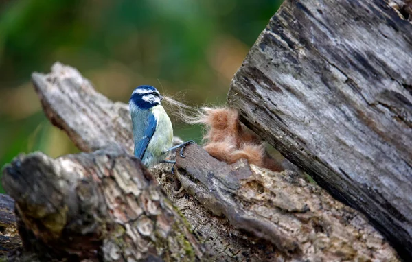 Blue tit collecting fur to line its nest
