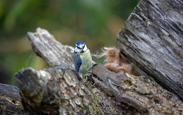 Blue tit collecting fur to line its nest