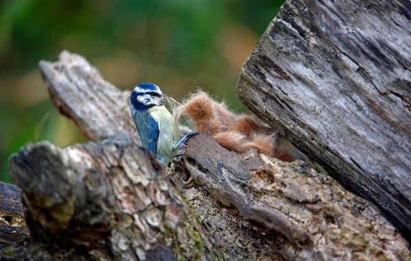 Blue tit collecting fur to line its nest