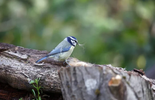 Blue tit collecting fur to line its nest