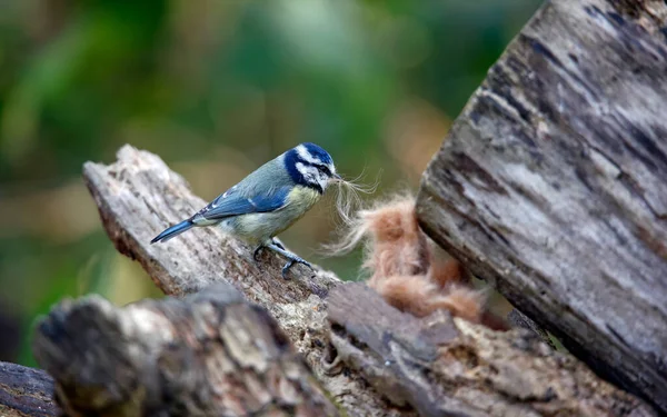 Blue Tit Collecting Fur Line Its Nest — Stockfoto
