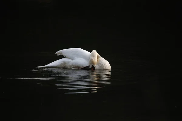 Höckerschwan Unten Auf Dem See — Stockfoto