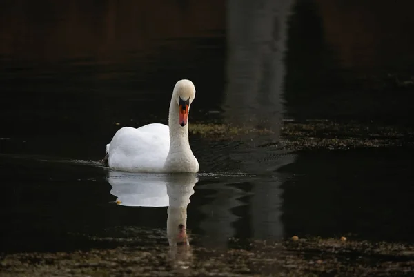 湖の上で白鳥をミュート — ストック写真