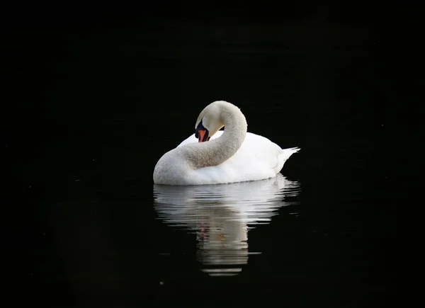 湖の上で白鳥をミュート — ストック写真