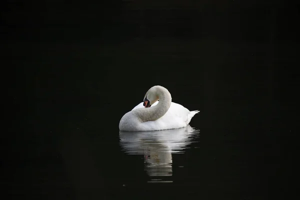 Cisne Mudo Lago —  Fotos de Stock