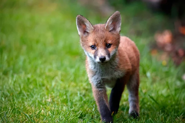 Family Urban Fox Cubs Exploring Garden — стоковое фото