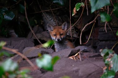 Tilki yavruları yuvalarından çıkıyorlar. 