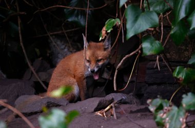 Tilki yavruları yuvalarından çıkıyorlar. 