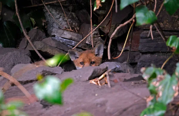 彼らの巣から現れたキツネの赤ちゃん — ストック写真