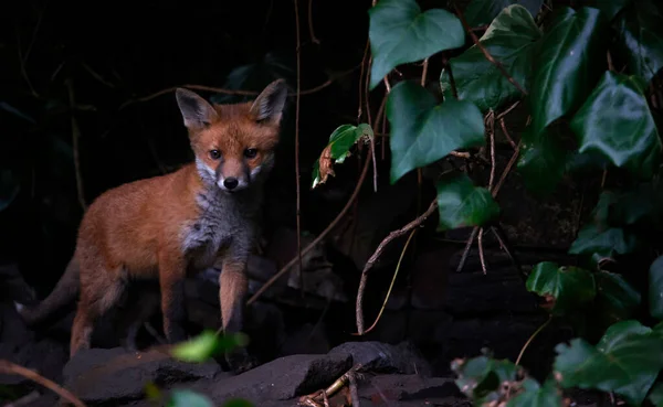Tilki yavruları yuvalarından çıkıyorlar. 
