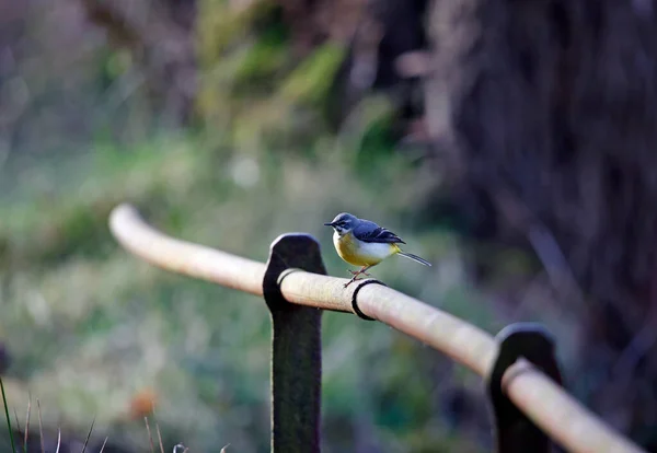 Grey Wagtail Perched Rusting Iron Railing — 스톡 사진