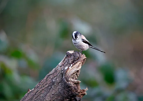 Long Tailed Tit Perched Log Woods — Stock Photo, Image