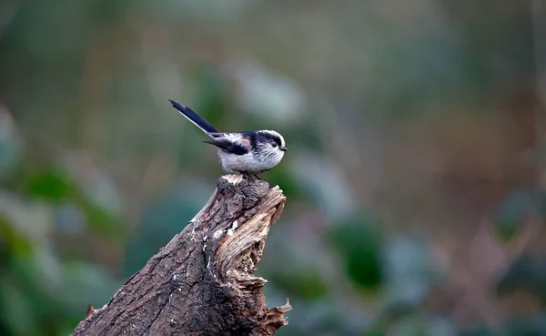 Long Tailed Tit Perched Log Woods — Stockfoto