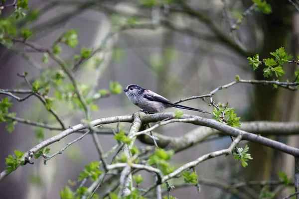 Long Tailed Tit Perched Log Woods — Stockfoto