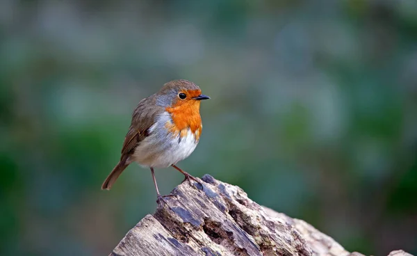 Eurasian Robin Perched Log Wood — Fotografia de Stock